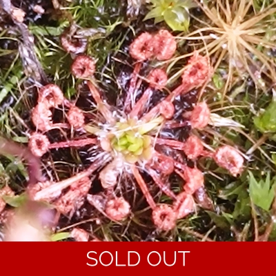 Drosera pygmaea New Zealand, 10+ gemmae